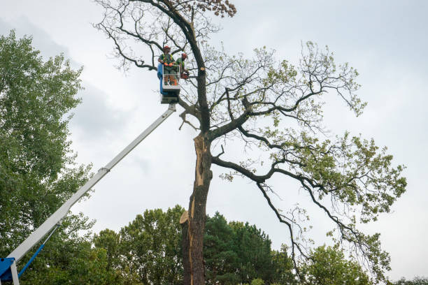  Farmingville, NY Tree Services Pros