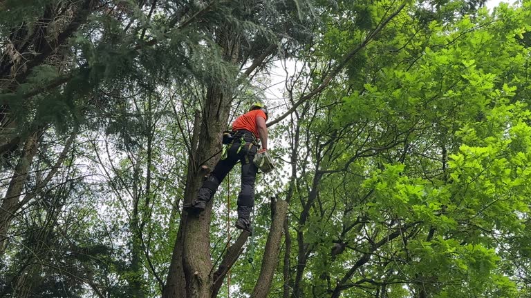 Best Hedge Trimming  in Farmingville, NY